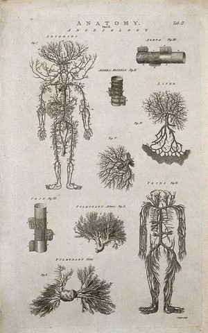 view Blood-vessels of the human body: nine figures. Line engraving by I. Taylor, 1790/1810(?).