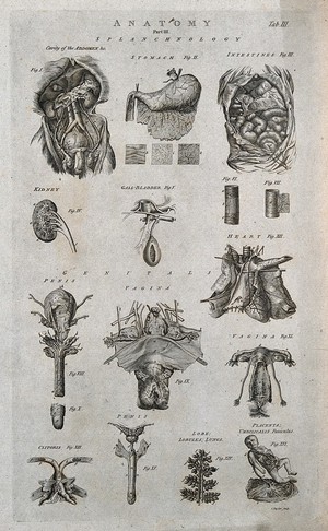 view Viscera and genitalia of the human body: sixteen figures. Line engraving by I. Taylor, 1790/1810(?).