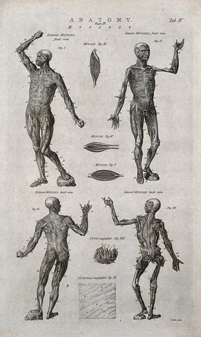 Muscles of the human body: nine figures, including four écorchés. Line engraving by I. Taylor, 1790/1810(?).