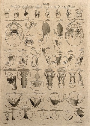 view Muscles of the jaw, throat, bladder and anus: 51 figures. Line engraving by A. Bell after B.S. Albinus, 1777.