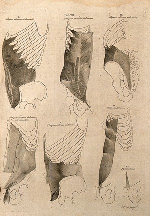 view Muscles around the ribcage and pelvis: 7 figures. Line engraving by A. Bell after B.S. Albinus, 1777.