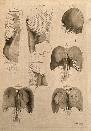 view Diaphragm and abdominal muscles: 7 figures. Line engraving by A. Bell after B.S. Albinus, 1777.