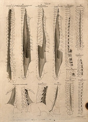 view Muscles of the spine: 14 figures. Line engraving by A. Bell after B.S. Albinus, 1777.