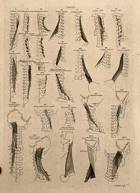 Muscles of the neck: 27 figures. Line engraving by A. Bell after B.S. Albinus, 1777.