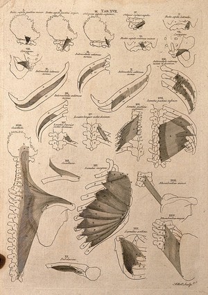 view Muscles of the neck and trunk: 24 figures. Line engraving by A. Bell after B.S. Albinus, 1777.