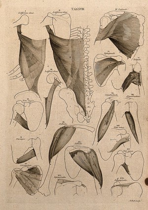 view Muscles of the shoulder: 24 figures. Line engraving by A. Bell after B.S. Albinus, 1777.