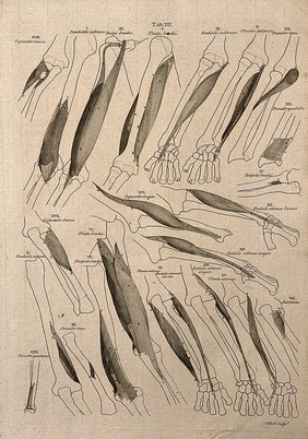 Muscles and bones of the forearm and hand: 22 figures. Line engraving by A. Bell after B.S. Albinus, 1777.