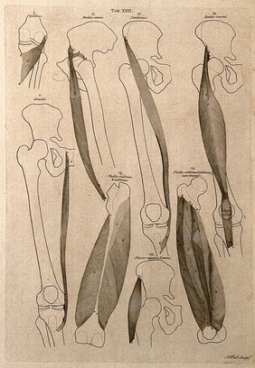 Muscles of the knee and thigh: 8 figures. Line engraving by A. Bell after B.S. Albinus, 1777.