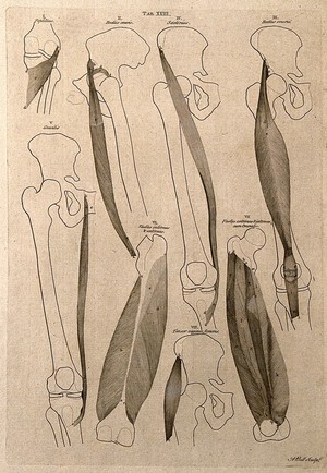 view Muscles of the knee and thigh: 8 figures. Line engraving by A. Bell after B.S. Albinus, 1777.