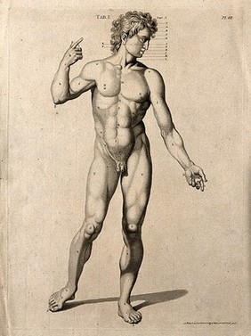 Superficial anatomy of the man. Engraving by A. Bell after G. Bidloo, 1798.