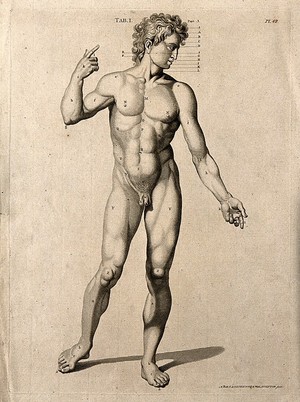 view Superficial anatomy of the man. Engraving by A. Bell after G. Bidloo, 1798.