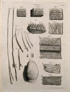 The skin and hair: microscopic views and whorls of fingertips. Engraving by A. Bell after G. Bidloo, 1798.