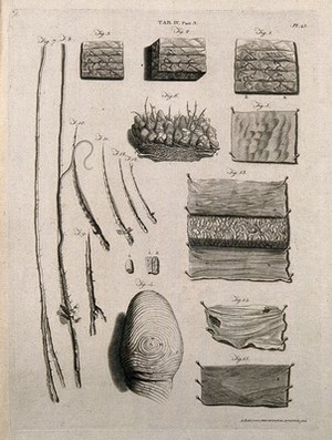 view The skin and hair: microscopic views and whorls of fingertips. Engraving by A. Bell after G. Bidloo, 1798.