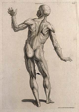 A man, écorché, in the pose of an orator: posterior view. Line engraving by A. Bell after W. Cowper, 1798.