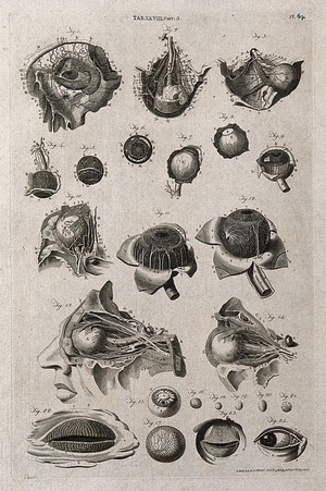 view The eye: twenty-four figures. Line engraving by A. Bell after J.G. Zinn and A. Haller, 1798.