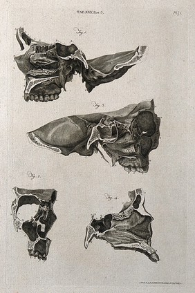 The nose: four figures. Line engraving by A. Bell after A. Haller, 1798.