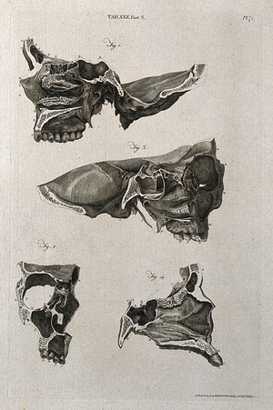 view The nose: four figures. Line engraving by A. Bell after A. Haller, 1798.