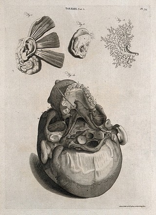 Parts of the ear (above) and the base of the skull showing the ear canal (below). Line engraving by A. Bell after W. Cowper and G. Bidloo, 1798.