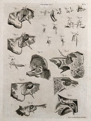 view Parts of the ear: twenty-one figures. Line engraving by A. Bell after J. G. (?) Duverney, 1798.