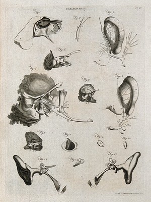 view Parts of the ear: fourteen figures. Line engraving by A. Bell after J. G. (?) Duverney amd A.M. Valsalva, 1798.