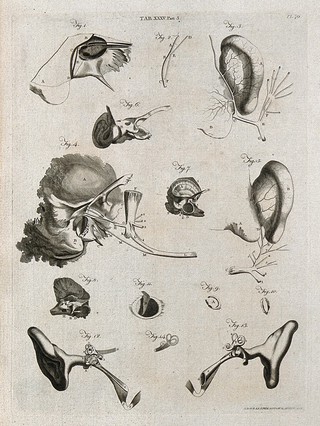 Parts of the ear: fourteen figures. Line engraving by A. Bell after J. G. (?) Duverney amd A.M. Valsalva, 1798.