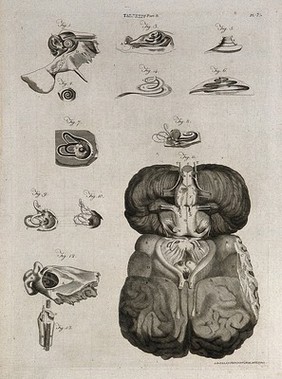 Parts of the ear, and base of the brain: thirteen figures. Line engraving by A. Bell after J. G. (?) Duverney, 1798.