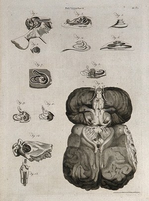 view Parts of the ear, and base of the brain: thirteen figures. Line engraving by A. Bell after J. G. (?) Duverney, 1798.