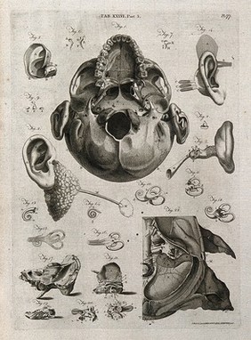 Parts of the ear, and base of the skull showing teeth, ear and nose: fourteen figures. Line engraving by A. Bell after A.M. Valsalva and D. Cotugno, 1798.