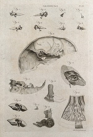 view Parts of the ear: seventeen figures. Line engraving by A. Bell after A. Monro and Meckel, 1798.