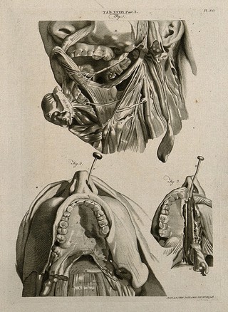 Muscles of the tongue, mouth and throat, with interconnections to the nose: three figures. Line engraving by A. Bell after G. Bidloo, 1798.
