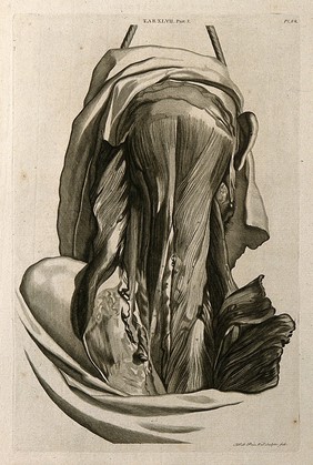 Posterior muscles of the head and neck. Line engraving by A. Bell after G. Bidloo, 1798.