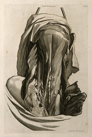 view Posterior muscles of the head and neck. Line engraving by A. Bell after G. Bidloo, 1798.