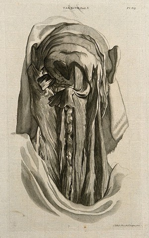 view Posterior muscles of the head and neck. Line engraving by A. Bell after G. Bidloo, 1798.