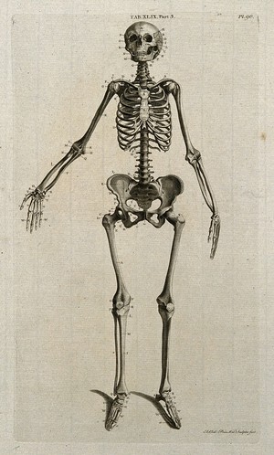 view Skeleton of a woman: anterior view. Line engraving by A. Bell after J.-J. Sue, 1798.