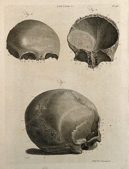 Skeleton of a woman: anterior view. Line engraving by A. Bell