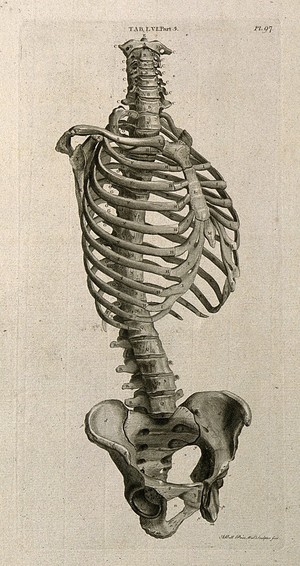 Skeleton of a woman: anterior view. Line engraving by A. Bell