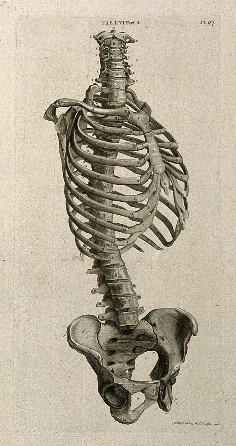 human skeleton ribs side view