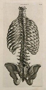 The trunk of the skeleton: posterior view. Line engraving by A. Bell after J.-J. Sue, 1798.