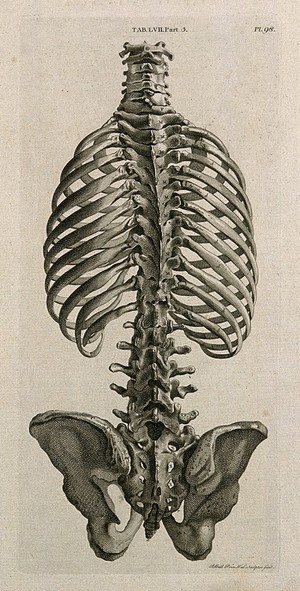 view The trunk of the skeleton: posterior view. Line engraving by A. Bell after J.-J. Sue, 1798.