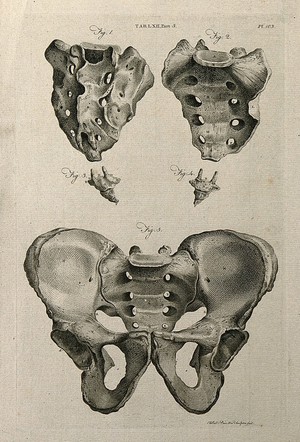 view The sacrum and pelvis: five views. Line engraving by A. Bell after J.-J. Sue, 1798.