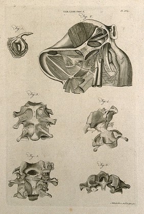 Ligaments around the lower jaw, and between the head and the vertebrae: six figures. Line engraving by A. Bell after J. Weitbrecht, 1798.