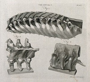 view Ligaments attached to the ribs (above) and to the vertebrae (below): three figures. Line engraving by A. Bell after J. Weitbrecht, 1798.