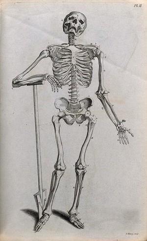 view A skeleton leaning on a spade. Line engraving by J. Tinney, 1743, after A. Vesalius, 1543.