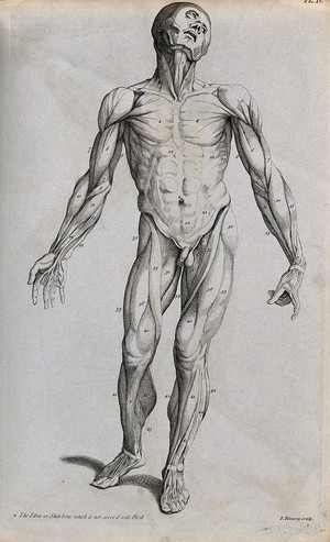 view An écorché figure seen from the front. Line engraving by J. Tinney, 1743, after A. Vesalius, 1543.