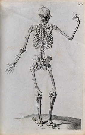 A skeleton with right hand raised, seen from behind. Line engraving by J. Tinney, 1743, after W. Cowper.