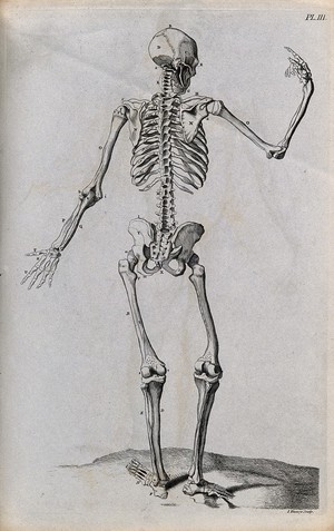 view A skeleton with right hand raised, seen from behind. Line engraving by J. Tinney, 1743, after W. Cowper.