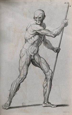 view An écorché figure holding a spear, with left leg bent, seen from the right side. Line engraving by J. Tinney, 1743, after W. Cowper.