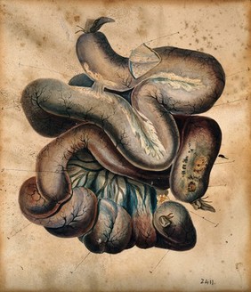 A length of coiled intestine. Watercolour, 18--.