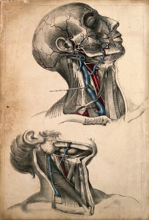 view Muscles and blood vessels of the head and neck: two figures of a dissection. Coloured lithograph by G.E. Madeley after A.A. Cane, 1834.