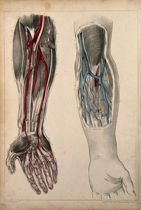 Vessels and muscles of the arm and hand: two figures showing dissections of a left and right arm and hand, with palms facing upwards. Coloured lithograph by G.E. Madeley after A. A. Cane, 1834.